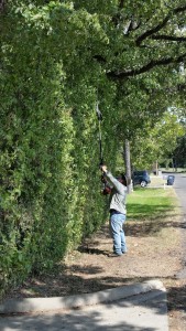 trim hedges in Ft Worth