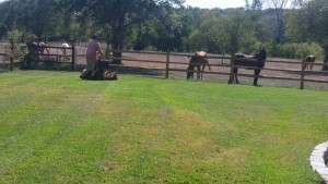 ft worth yard mowing